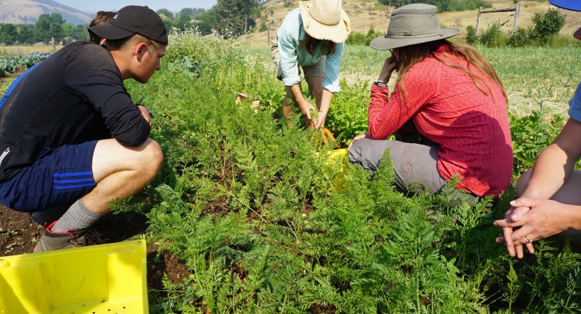 Four people work in a garden during a service project with outward bound